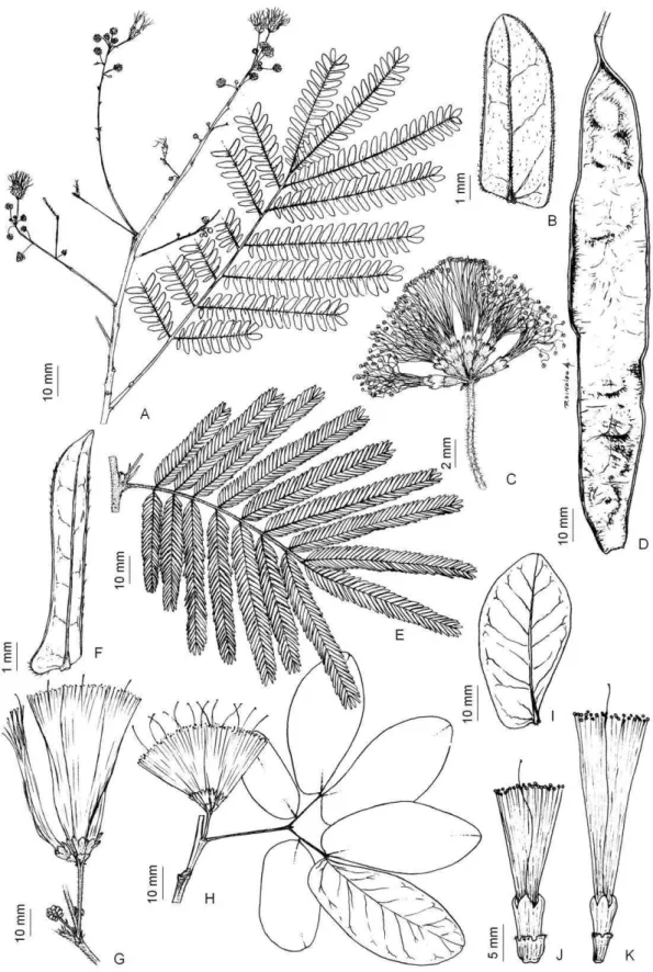 Figura  5:  Albizia  polycephala:  A,  ramo  floral;  B,  foliólulo;  C,  inflorescência  com 