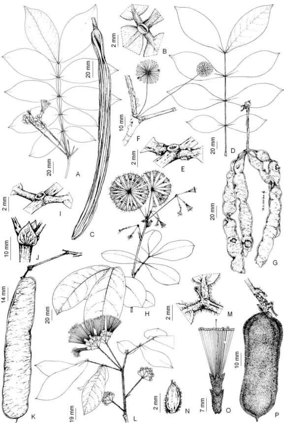 Figura 8: Inga edulis: A, ramo floral; B, nectário foliar (V.B. Sarnaglia Júnior 45); C, 