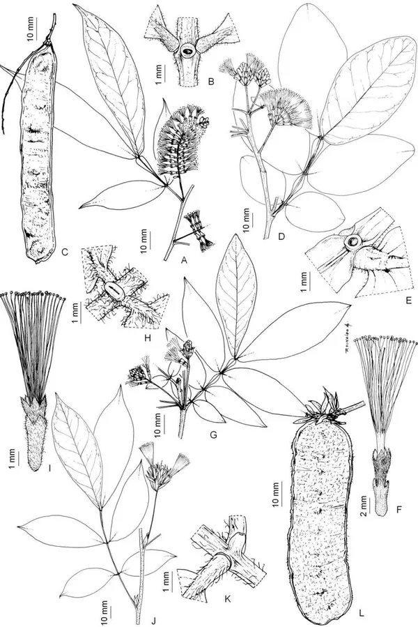 Figura  10:  Inga  marginata:  A,  ramo  floral;  B,  nectário  foliar  (R.C.  Forzza  et  al