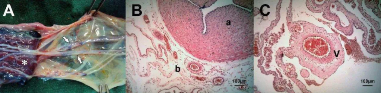 Figura 1: Aspectos macro e microscópico do cordão umbilical de cão. A  – Fotografia do cordão umbilical  de  cão  obtido  após  cesariana  terapêutica  com  feto  vivo