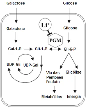 Figura  1    Vias  de  assimilação  de  galactose  e  glicose  em  Saccharomyces 