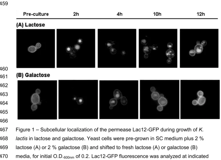 Figure 1   Subcellular localization of the permease Lac12-GFP during growth of K. 467 