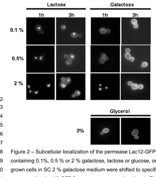 Figure 2   Subcellular localization of the permease Lac12-GFP in SC media 478 