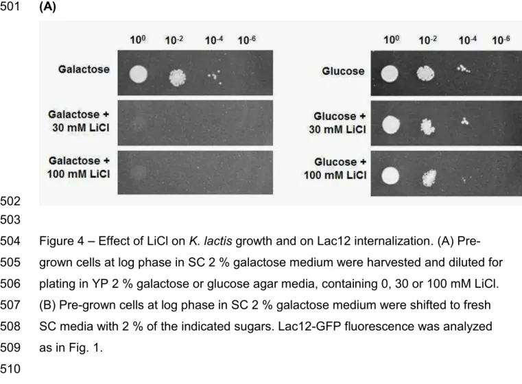 Figure 4   Effect of LiCl on K. lactis growth and on Lac12 internalization. (A) Pre-Pre-504 