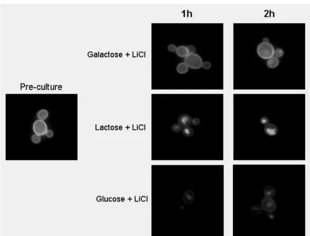 Figure 4   Effect of LiCl on K. lactis growth and on Lac12 internalization. (A) Pre-Pre-513 