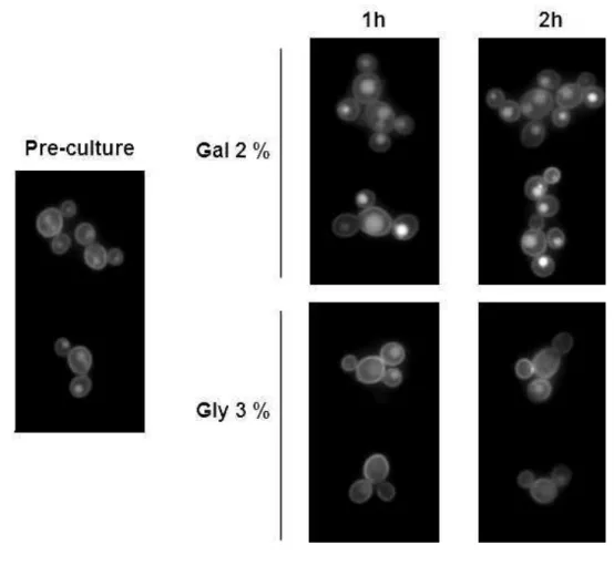 Figure 6   Lac12 internalization in Klsnf1 mutant strain. Cells were pre-grown in SC 2 529 