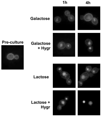 Fig. 7   Effect of protein synthesis impairment on Lac12-GFP internalization. 534 