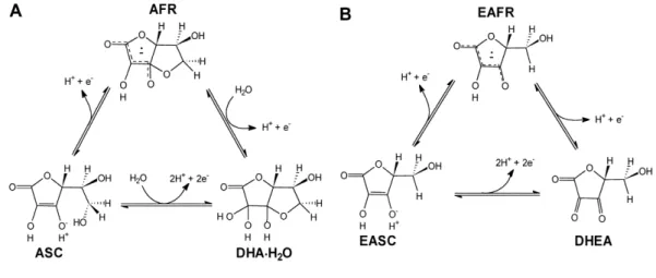 Figure 7.  L-AA (A) and D-EAA (B) redox equilibrium. (Source: Lee et al.2001) It is assumed that the balance EASC / EAFR is maintained by a putative  NADH-D-erythroascorbyl  oxidase  free  radical  although  no  record  of  purification  and  characterizat