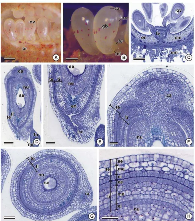 Figura 1. Óvulos de flores em antese de Bixa orellana. A-B, estereofotomicrografias. C-H,  fotomicrografias de seções transversais (C, G-H) e longitudinais (D-F) coradas com azul de toluidina