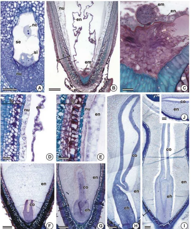 Figura 4. Desenvolvimento do endosperma e do embrião de sementes de Bixa orellana. A-J,  fotomicrografias de seções longitudinais (A-I) e transversais (J) do óvulo de flor em antese (A) e de  sementes aos 45 (B-D), 75 (E), 85 (F), 90 (G), 120 (H) e 150 (I-