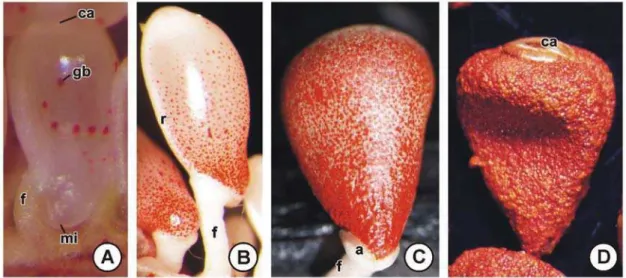 Figura 1. Óvulos (A) e sementes de Bixa orellana aos 30 (B), 120 (C) e 150 (D) dias após a antese  (estereofotomicrografias)