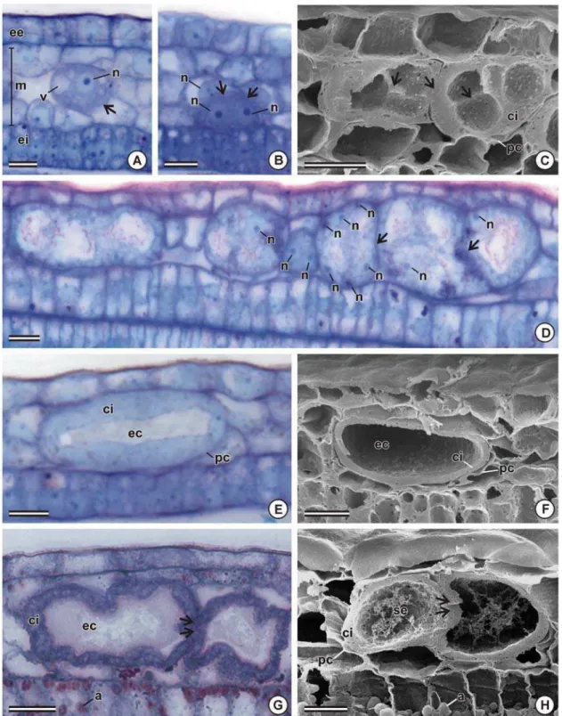 Figura 2. Desenvolvimento de glândulas de bixina no tegumento externo de sementes de Bixa orellana  aos 20 (A-E), 30 (F), 45 (G) e 60 (H) dias após a antese