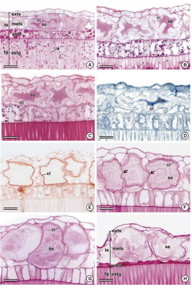 Figura 3. Desenvolvimento de glândulas de bixina em sementes de Bixa orellana aos 75 (A), 90 (B), 105  (C-E), 120 (F), 150 (G) e 180 (H) dias após a antese