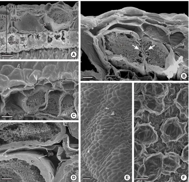 Figura 4. Desenvolvimento de glândulas de bixina em sementes de Bixa orellana aos 75 (A), 120 (B-D),  150 (E) e 180 (F) dias após a antese