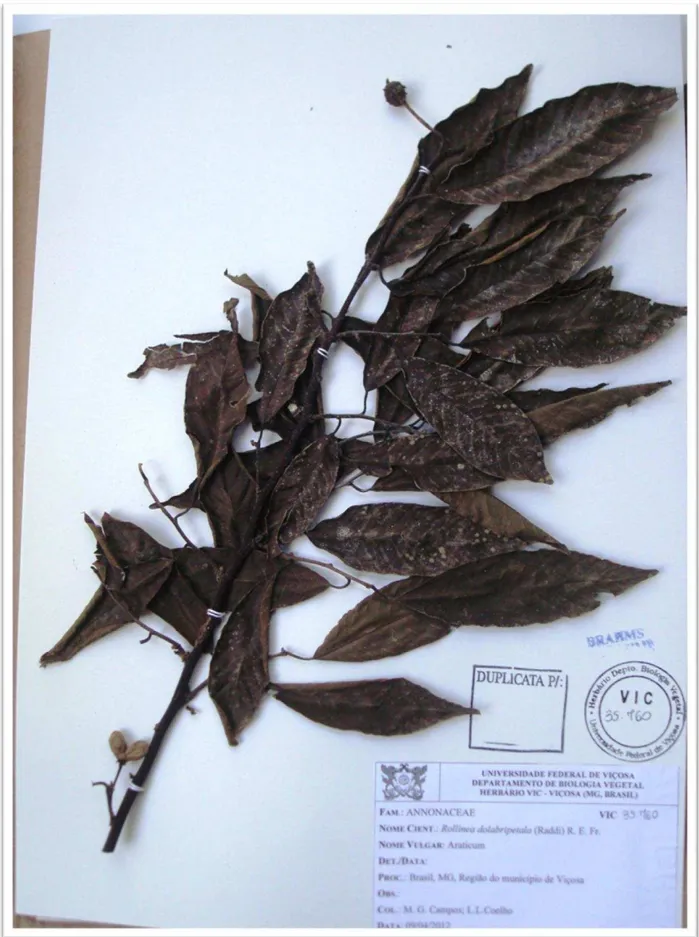 Figura 3  – Foto da exsicata de Rollinia dolabripetala depositada no herbário da Universidade Federal de Viçosa 