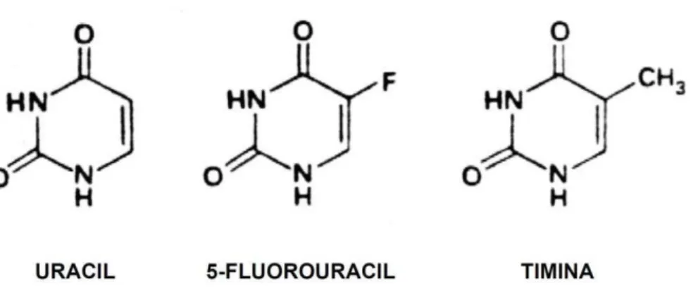 Figura 9  – Fórmula estrutural do 5-Fluoracil e seus análogos normais Timina e Uracil