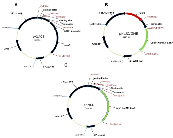 Figure 1.  Maps of the plasmid vectors used for rNS1 gene expression. pKLAC2 (A). pKlJC/GME (B) and  pKMCL (C) vectors are derived from pKLAC1 and pKLAC2 respectively