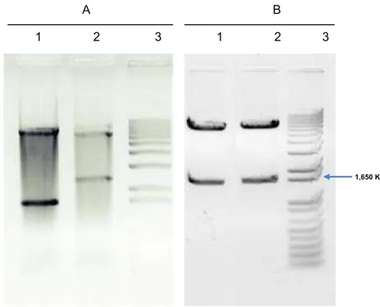 Figure  3.  Construction  of  expression  vector.  (A)  Agarose  gel  electrophoresis  1,2%  (w/v)  of  double  digestion  restriction  fragments  (BsrG  I  and  Xma  I)  of  the  pKLJC/GME  and  pKLAC2  vectors  (1,2)   respectively;  (3)  1  Kb  DNA  lad