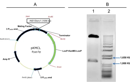 Figure  4.  Confirmation  of  construction  vector.  (A)  pKMCL-rNS1/Denv1  expression  vector  map