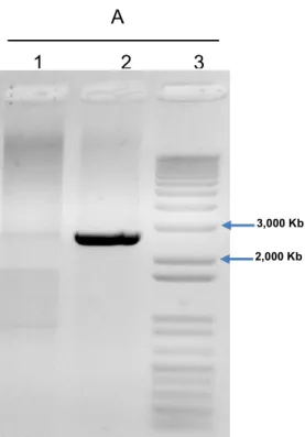 Figure 5. Agarose gel electrophoresis 1,2% (w/v) of genomic DNA PCR product from wild type (1) and  recombinant strain