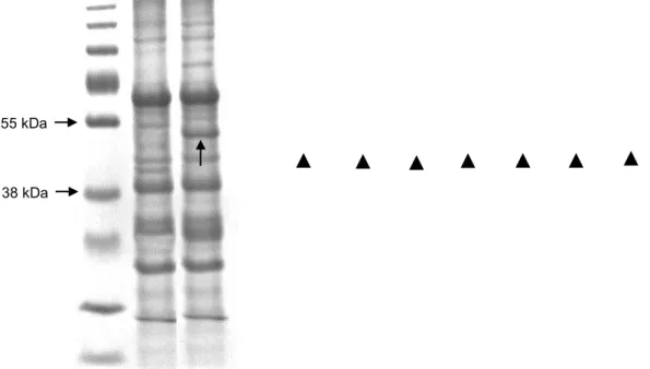 Figure 8. Expression of dengue virus type 1 rNS1 in K. marxianus UFV-3. (1) prestained molecular weight  standard (Thermo Scientific)