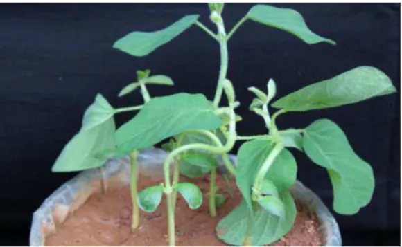 Figura 1 - Sintomas de intoxicação de plantas de soja causados pelo herbicida 2,4-D.  