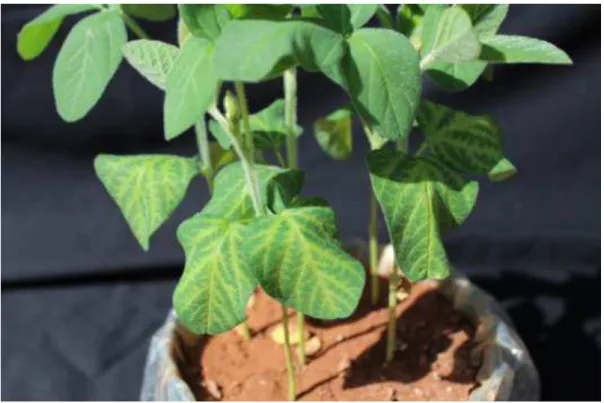 Figura 6 - Sintomas de intoxicação de plantas de soja causados pelo herbicida ametryn