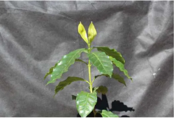 Figura 10 - Sintomas de intoxicação de plantas de café causados pelo herbicida  glyphosate