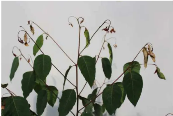 Figura 12 - Sintomas de intoxicação de plantas de eucalipto causados pelo herbicida 