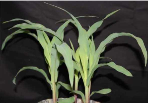 Figura 14 - Sintomas de intoxicação de plantas de milho causados pelo herbicida  glyphosate