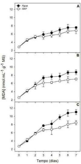 Figura 6. Conteúdo de malonaldeído durante a germinação de sementes dos lotes 1, 2 e  3 (A, B e C, respectivamente) de Pisum sativum submetidos ou não à aplicação  de SNP 50 µM