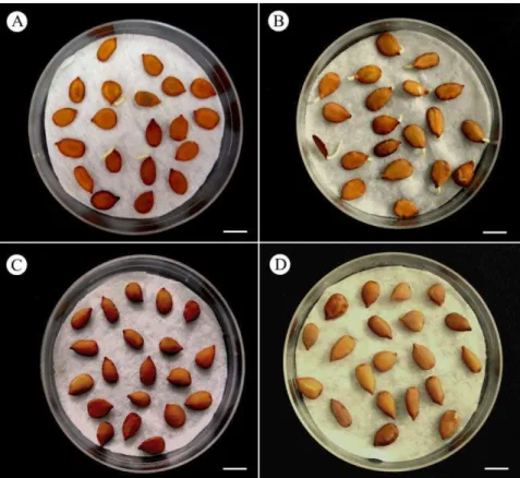 TABELA  1.  Teor  de  água  (%)  de  embriões  oriundos  de  sementes  de  P. 