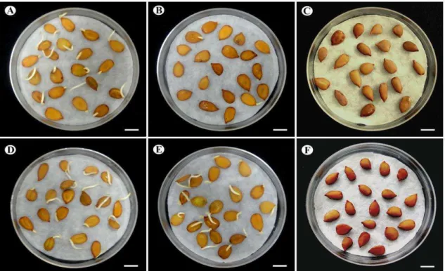 FIGURA 10. Germinação de sementes de P. reticulata Benth. após 72 horas de  embebição  em  água  (A)  e  nas  soluções:  HgCl 2  10 -3   M  (B),  HgCl 2  10 -2   M  (C), 