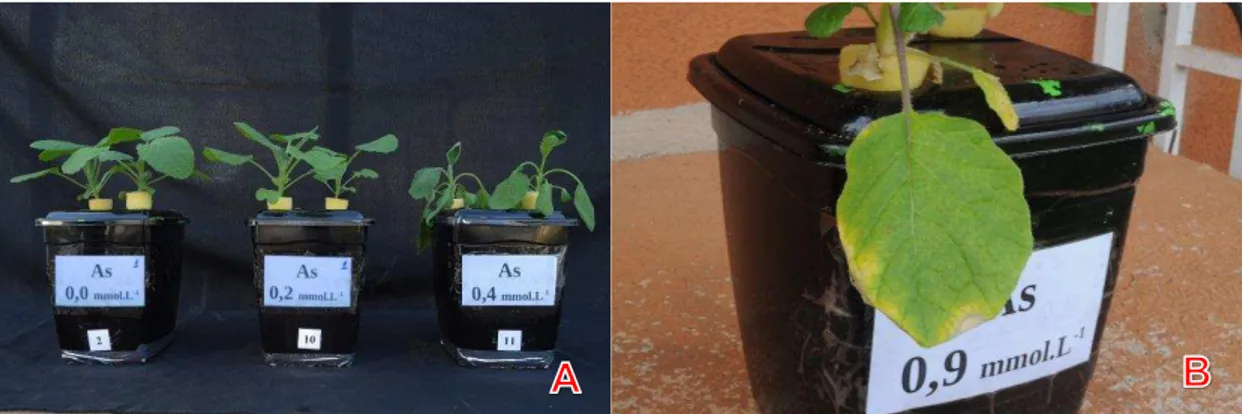 Figura 1  – A: Sintomas de murcha nas plantas de Crambe abyssinica. B: Clorose  seguida por necrose nas bordas de folhas velhas