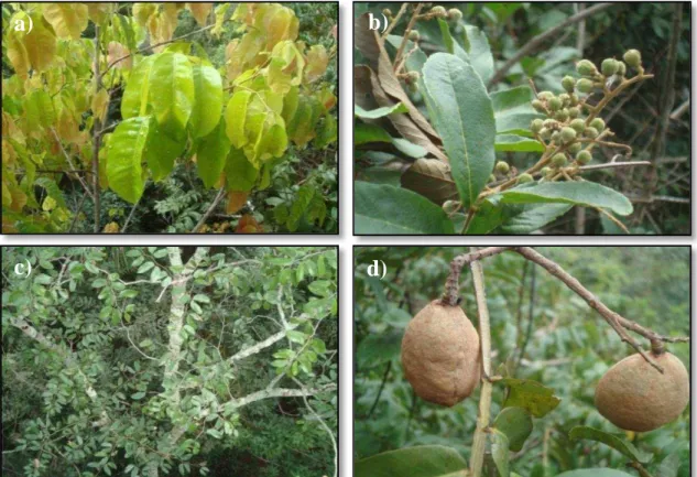Figura 3 - Espécies arbóreas nativas do Cerrado: Tapirira guianensis Aubl. (a) Cupania  vernalis Camb