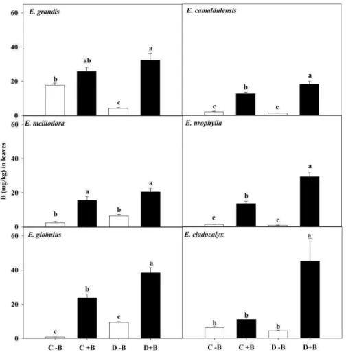 Figure  4: Soluble boron concentration in leaves (B) of six Eucalyptus species seedlings during  20 days of: normal water supply (C); water restriction (D); at absence (-B) or presence (+B) of  boron in  the nutrient solution