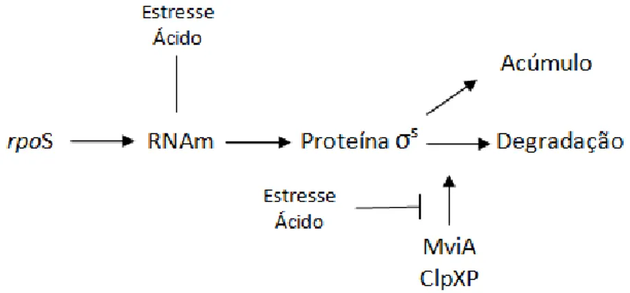 Figura 2. Aspectos da regulação do rpoS na presença de estresse ácido. Durante o estresse ácido  a transcrição do gene rpo S é ativado e a degradação do σ s  é inibida, permitindo seu acúmulo