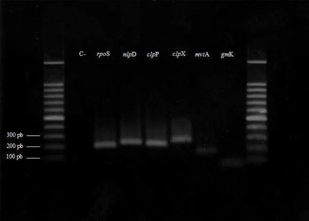 Figura 2. Produtos de PCR dos genes rpoS (213pb), nlpD (237pb), clpP (226pb), clpX (275pb),  mviA (165 pb) e gmK (101pb)