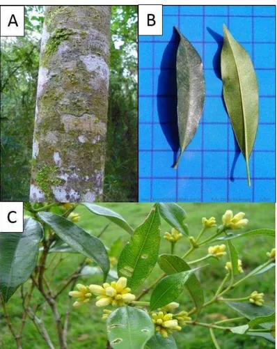 Figura  2.  Psychotria  vellosiana  Benth  (Café  do  mato).  Podemos  observar  as  principais  estruturas desta planta  utilizadas  na medicina  tradicional