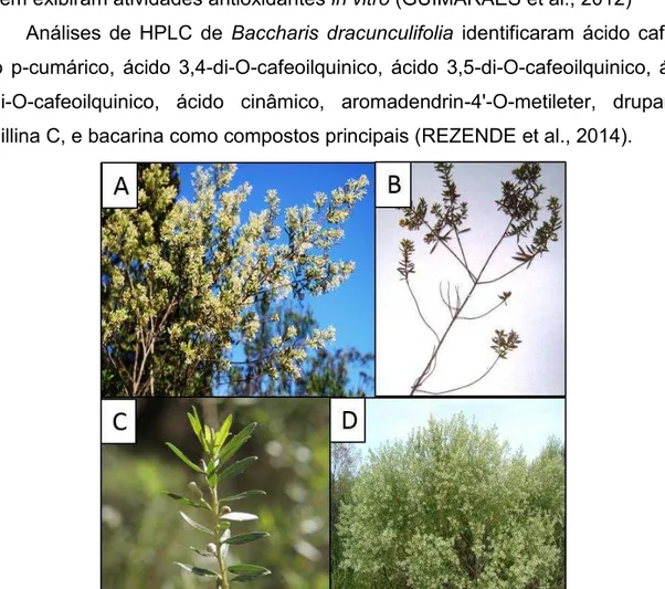 Figura  3.  Baccharis  dracunculifolia  (Vassoura).  Em  A  temos  a  fotografia  da  sumidade  florida  da  planta,  enquanto  em  B  temos  uma  exsicata