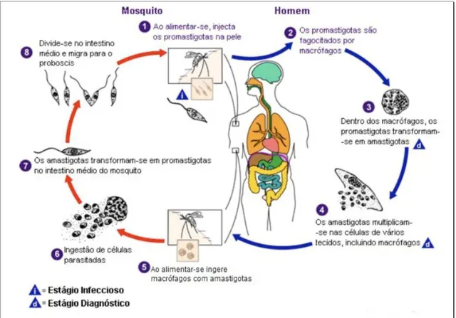 Figura 1. Esquema do ciclo de vida do parasito.   Fonte: adaptado de Leishmaniasis, 2011