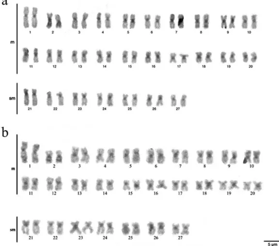 FIG. 4. Regiões heterocromáticas evidenciadas através da técnica de Bandamento C em  indivíduos  de  Prochilodus  costatus  coletados  a  montante  (a)  e  a  jusante  (b)  da  UHE  Três Marias