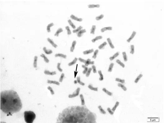 FIG.  5.  Bandamento  C  evidenciando  o  cromossomo  supranumerário  de  Prochilodus  costatus (seta), indicando que o mesmo é completamente heterocromático