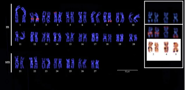 FIG.  10.  FISH  com  rDNA  18S  no  indivíduo  de  Prochilodus costatus que  apresentou  uma variação na Ag-NOR, confirmando a variação da mesma e evidenciando um sítio  de NOR inativo no par de cromossomos 4