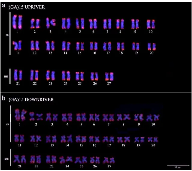 FIG. 11. FISH com DNA microssatélite (GA) 15  em indivíduos de Prochilodus costatus  localizados  a  montante/UPRIVER  (a)  e  a  jusante/DOWNRIVER  (b)  da  UHE  Três  Marias