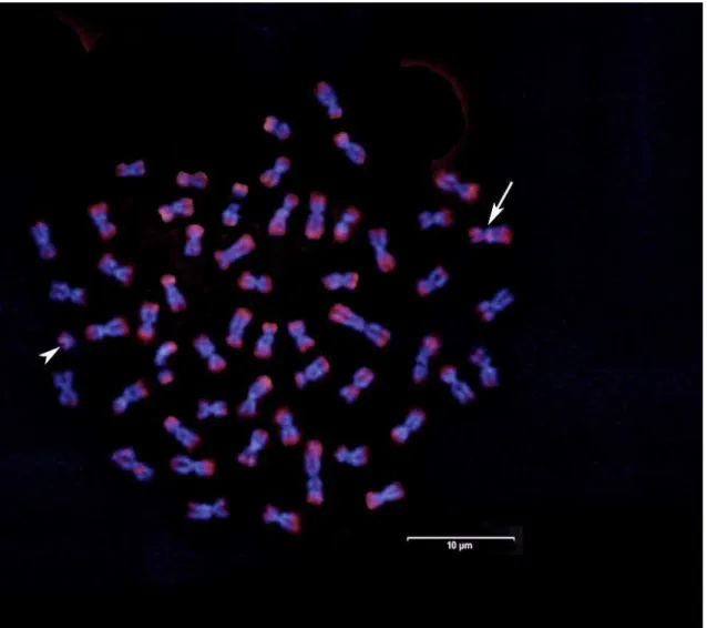 FIG. 14. Variação da sonda (CA) 15  detectada em um indivíduo localizado a montante,  evidenciando  uma  marcação  na  região  pericentromérica  de  um  cromossomo  metacêntrico  (seta)