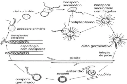 Figura 1  – Ciclo de vida dos fungos do gênero Saprolegnia sp (adaptado de Van West, 2006) 
