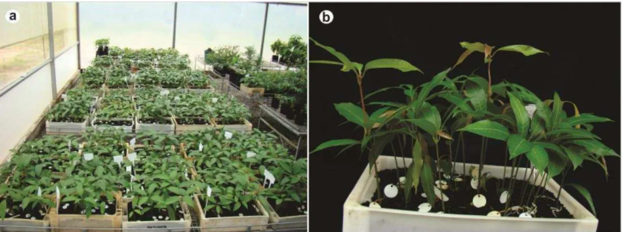 Figura 1.    B andejas  em  casa  de  vegetação;  a  -  Mudas  de  mangueira  ‘Ubá’  após  a  germinação com um acesso por bandeja; b  – Unidade amostral de um acesso da mangueira  ‘Ubá’ alocada em bandeja