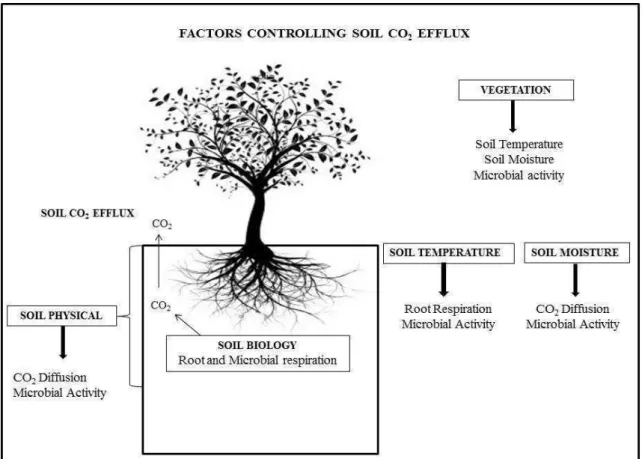 Figure 1: Vegetation, soil physical and environmental variables affecting the production 