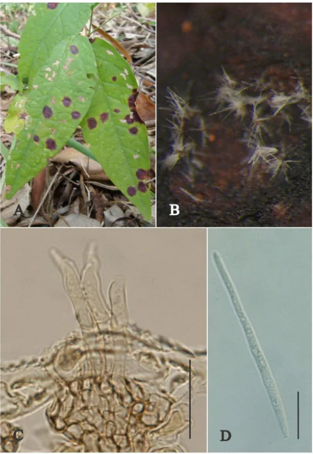 Fig. 4: Pseudocercospora unguis-cati on Dolichandra unguis-cati.A. Symptons of leaf 